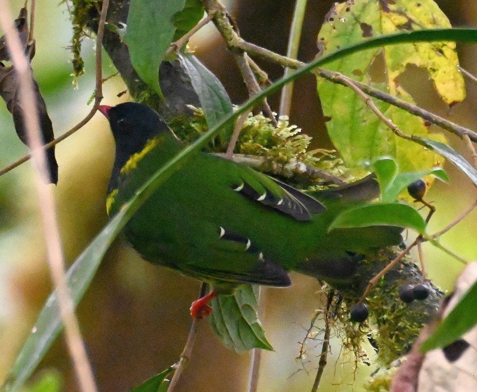 Green-and-black Fruiteater - ML616439418