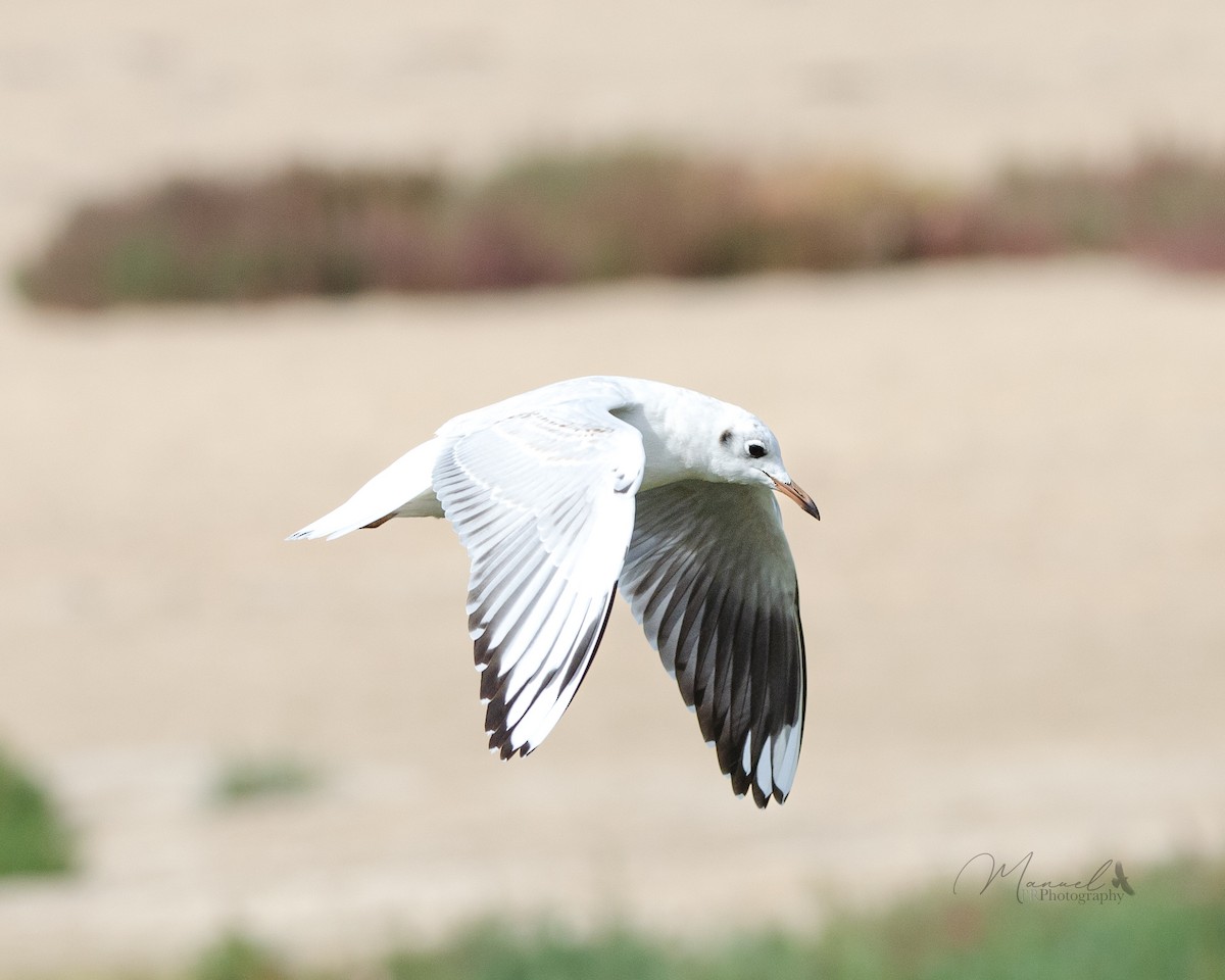 Brown-hooded Gull - Manuel Pinochet Rojas