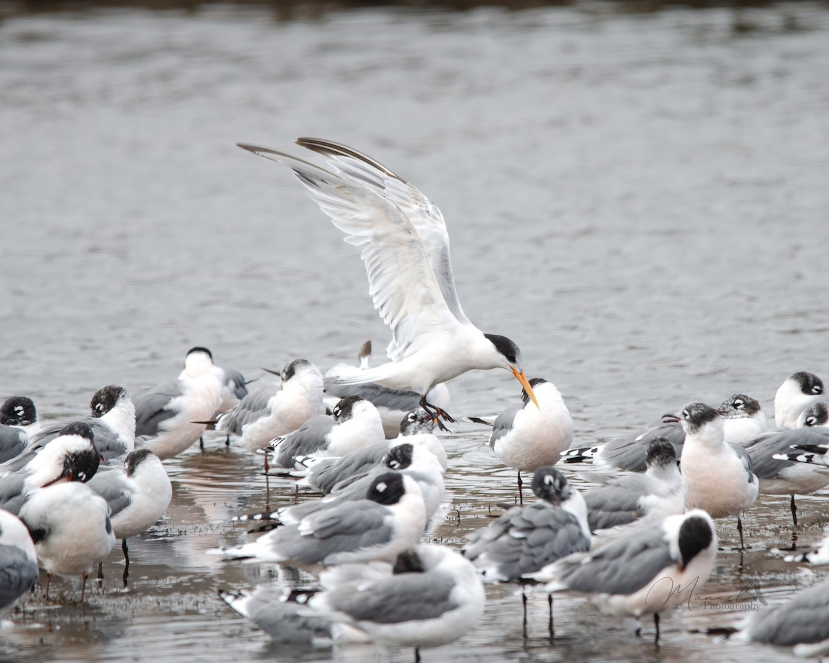 Elegant Tern - Manuel Pinochet Rojas