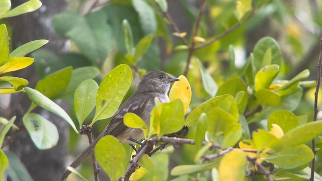 Caribbean Elaenia - ML616439440