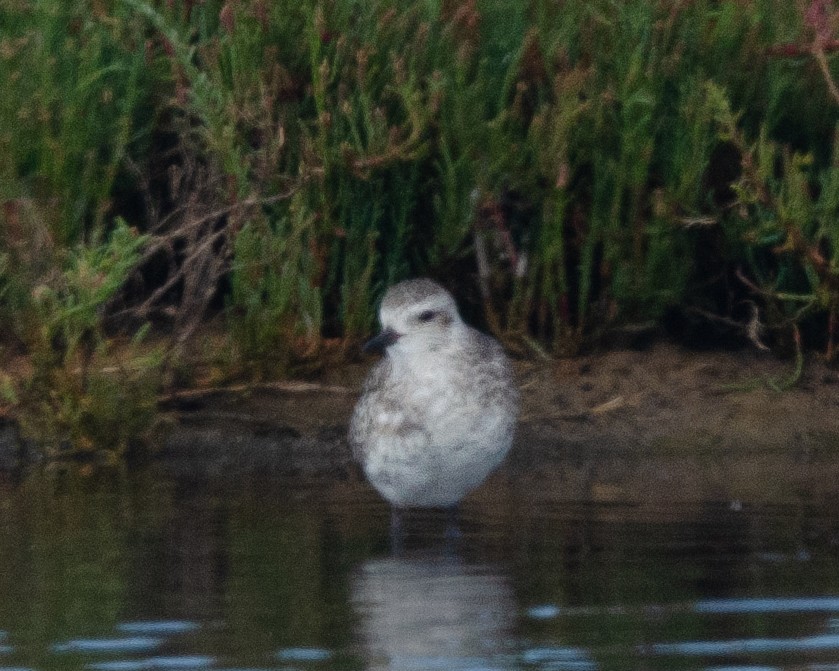 Black-bellied Plover - Manuel Pinochet Rojas