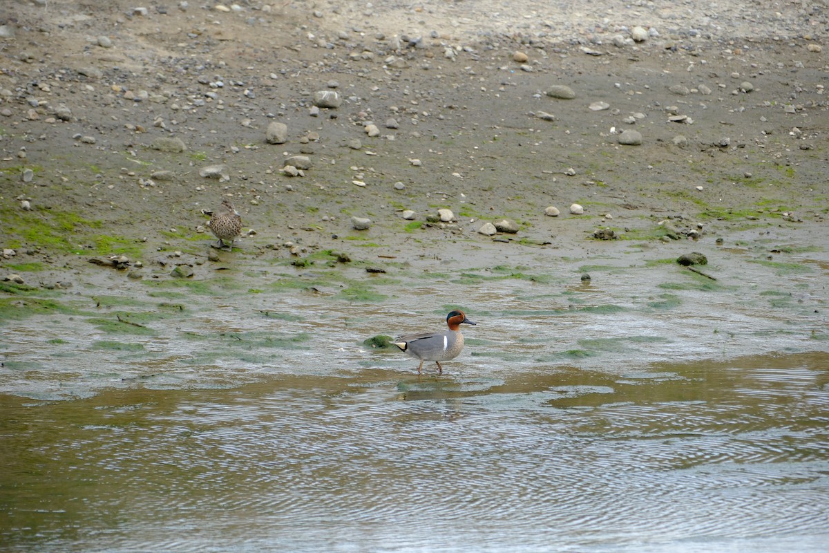 小水鴨(carolinensis) - ML616439455