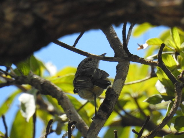 Caatinga Antwren - ML616439508