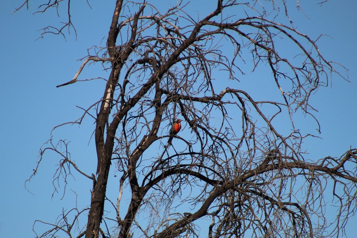 Long-tailed Meadowlark - Juan Casanova