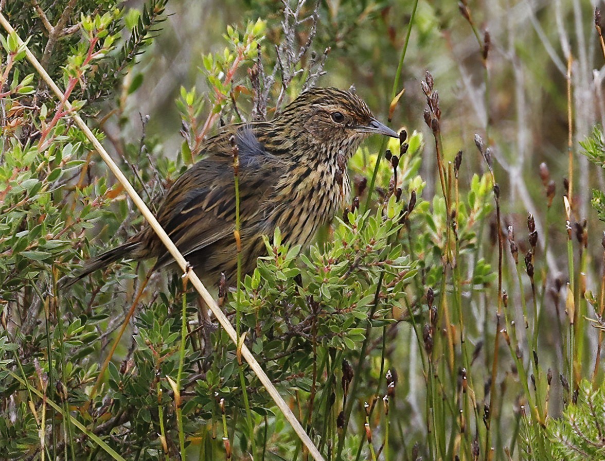 Striated Fieldwren - ML616439650