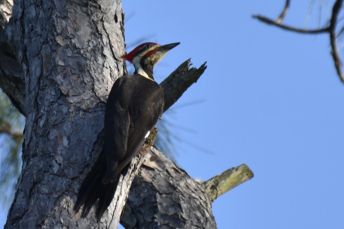 Pileated Woodpecker - ML616439675