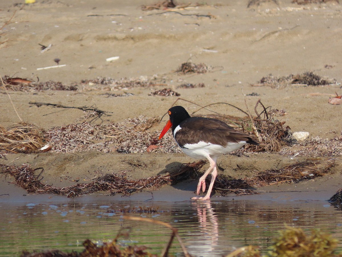 American Oystercatcher - ML616439730