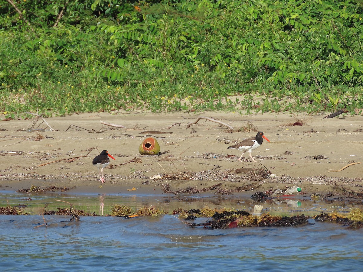 American Oystercatcher - ML616439733