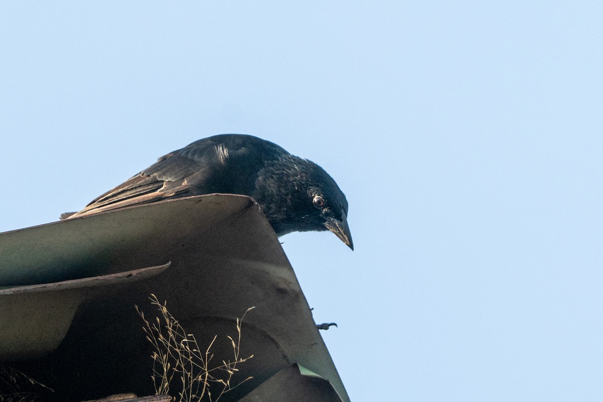 Chopi Blackbird - ML616439736