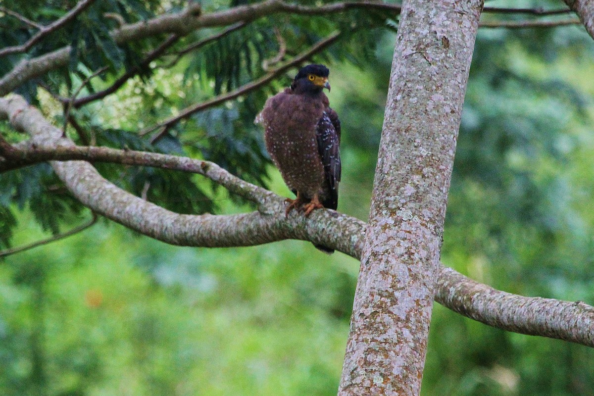 Crested Serpent-Eagle - ML616439747