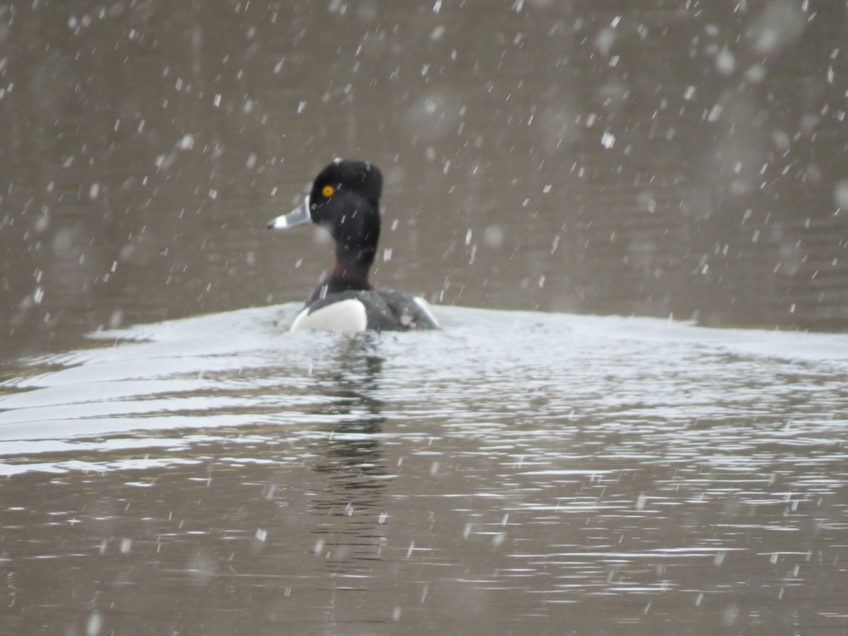 Ring-necked Duck - ML616439755