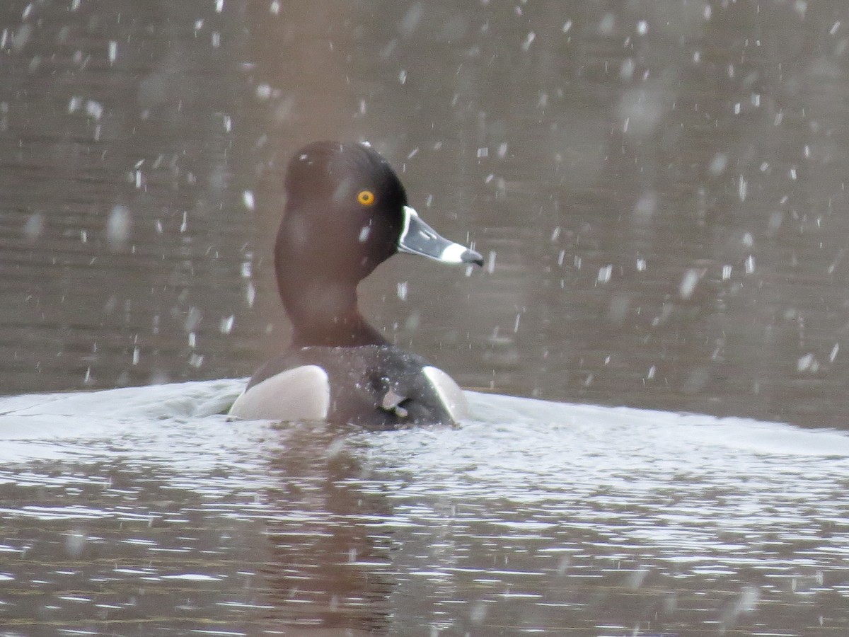 Ring-necked Duck - ML616439772