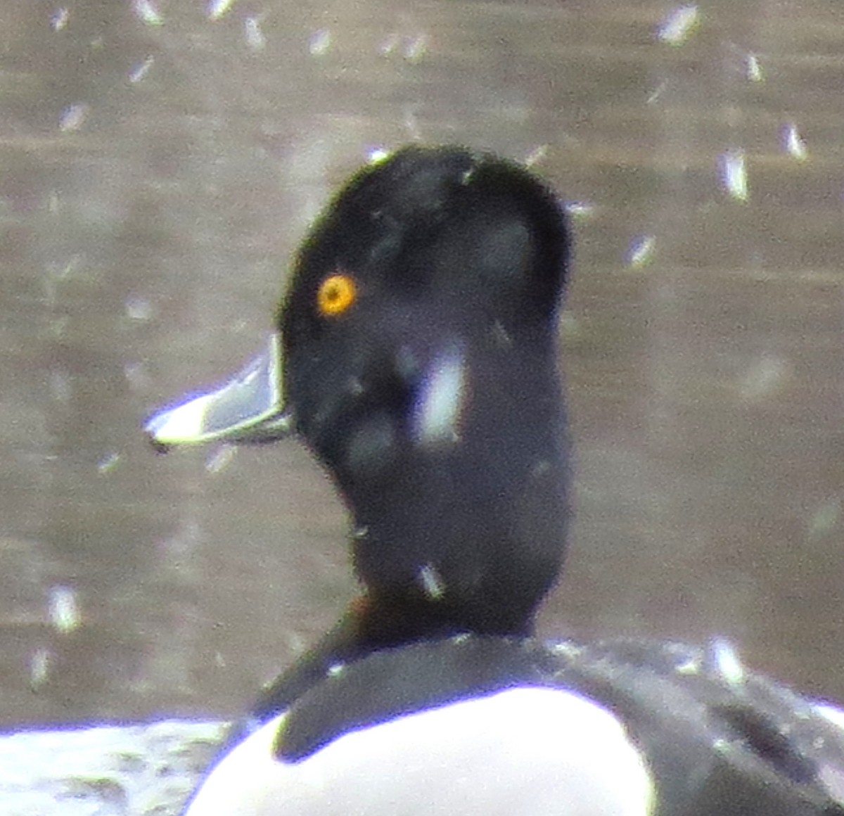 Ring-necked Duck - ML616439785
