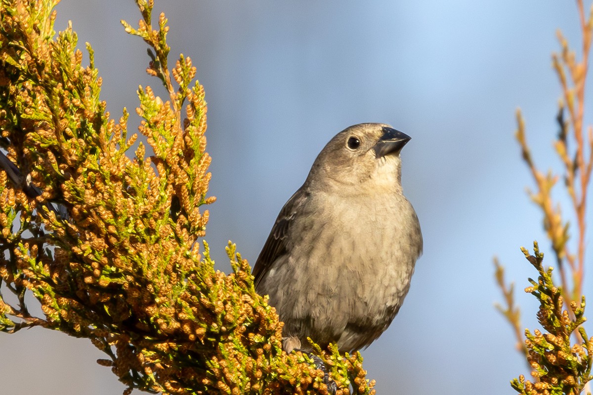 Brown-headed Cowbird - ML616439809