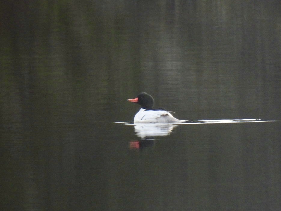 Common Merganser - ML616439909