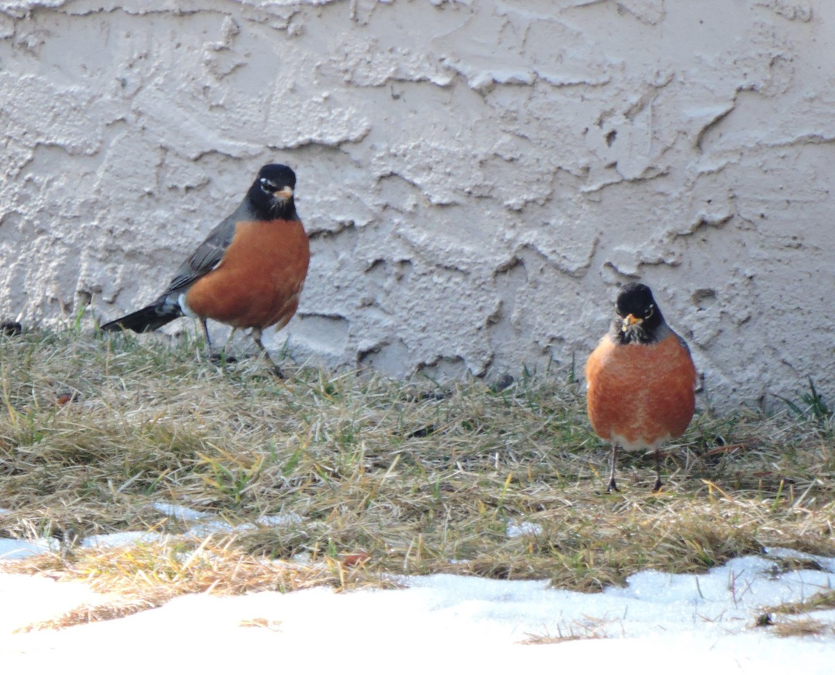 American Robin - ML616439938