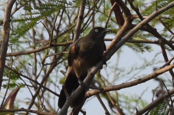 Blackcap Babbler - Nick Moore