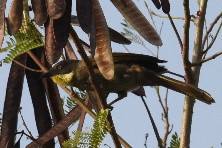 Yellow-throated Greenbul - ML616439950