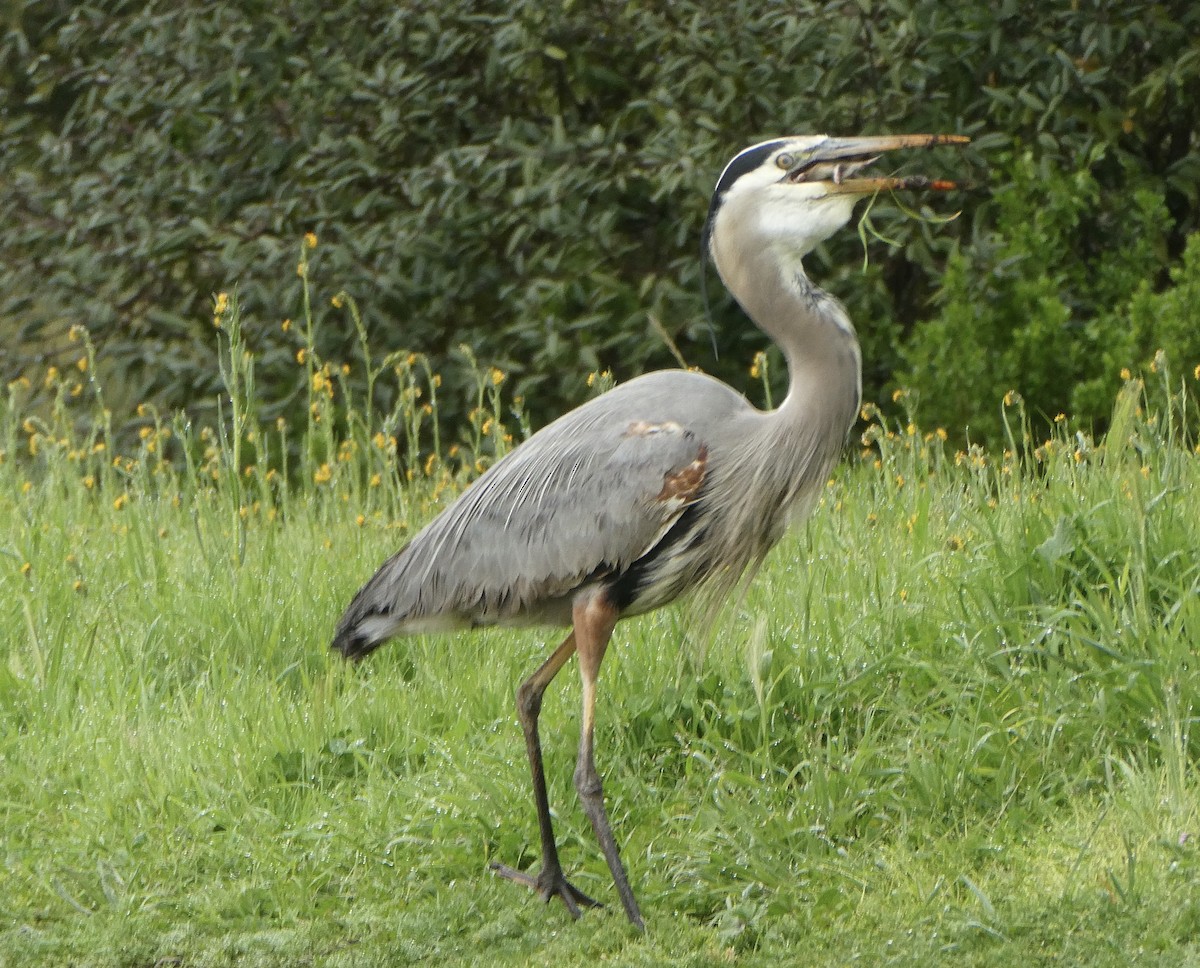 Great Blue Heron - ML616440039