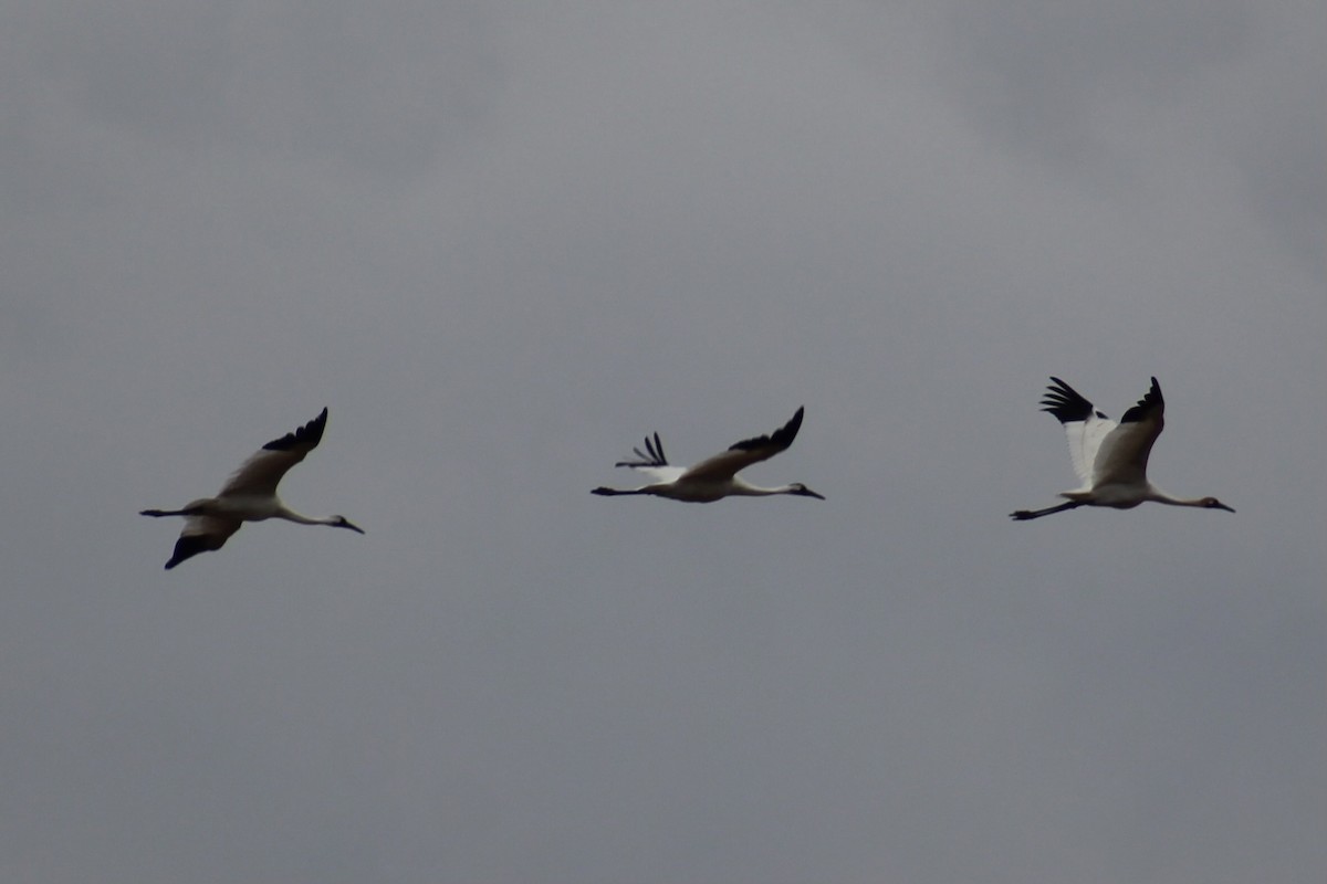 Whooping Crane - Don Pearson