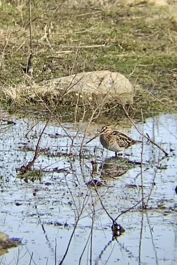 Wilson's Snipe - ML616440111