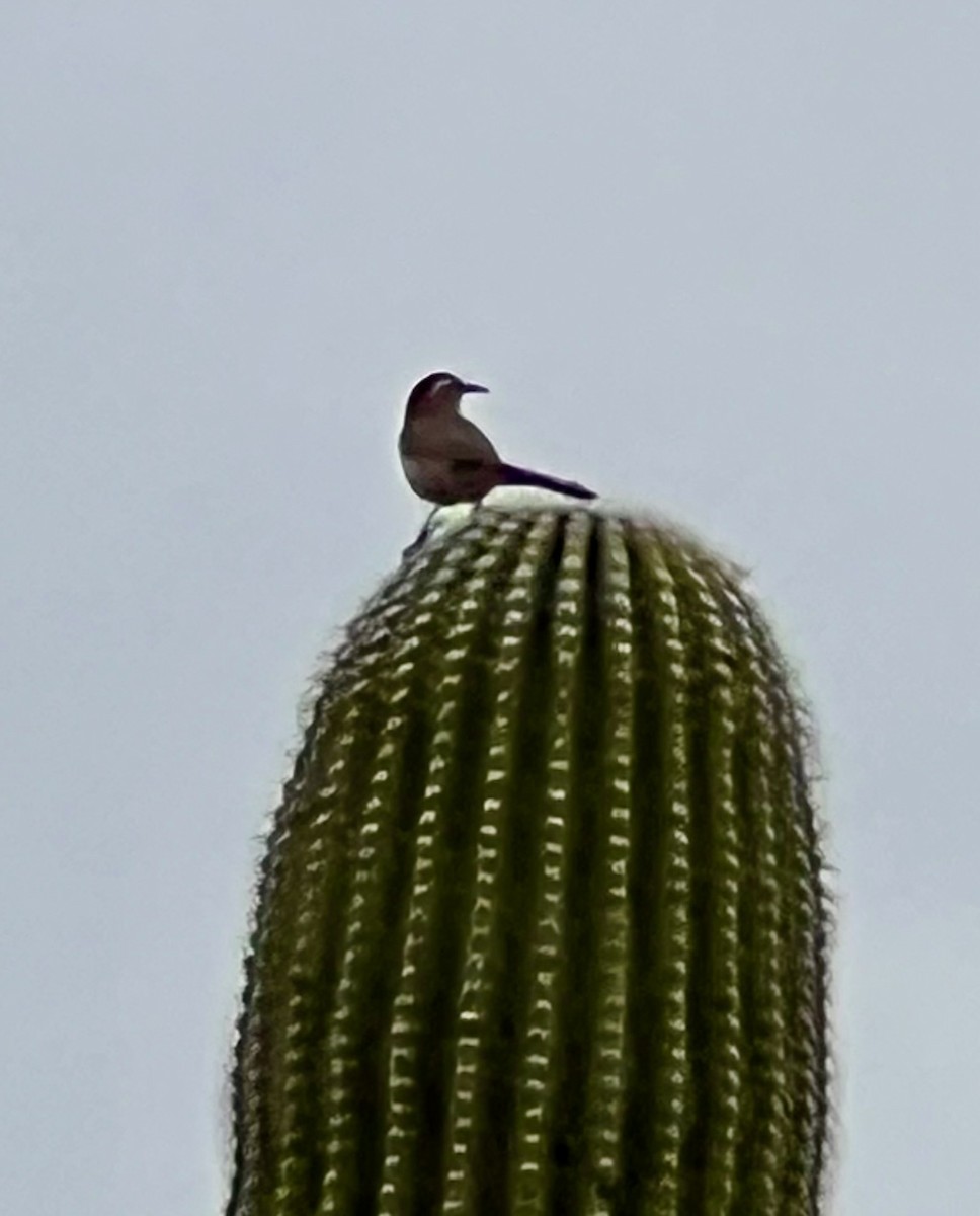 Cactus Wren - ML616440125
