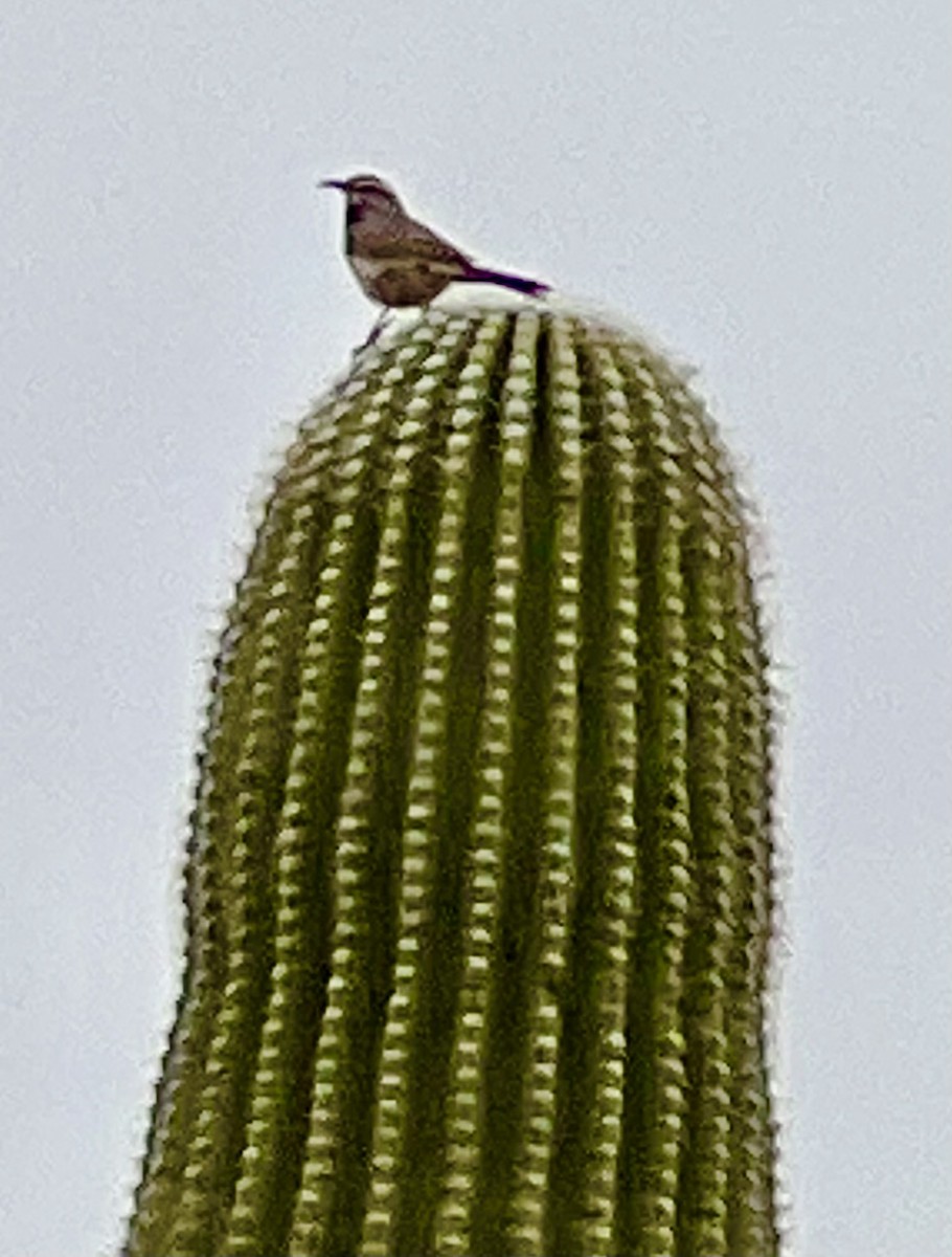 Cactus Wren - ML616440126