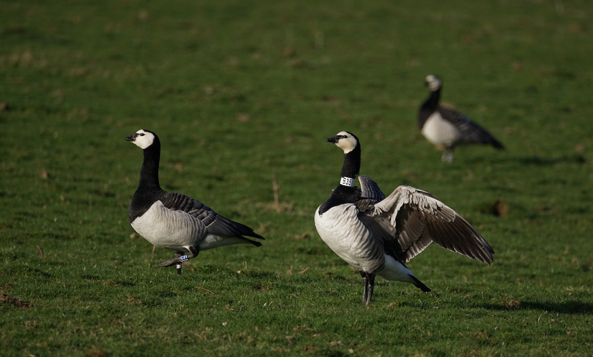 Barnacle Goose - ML616440130