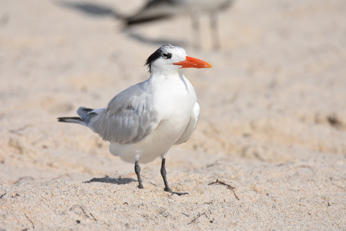 Royal Tern - Nicholas Canino