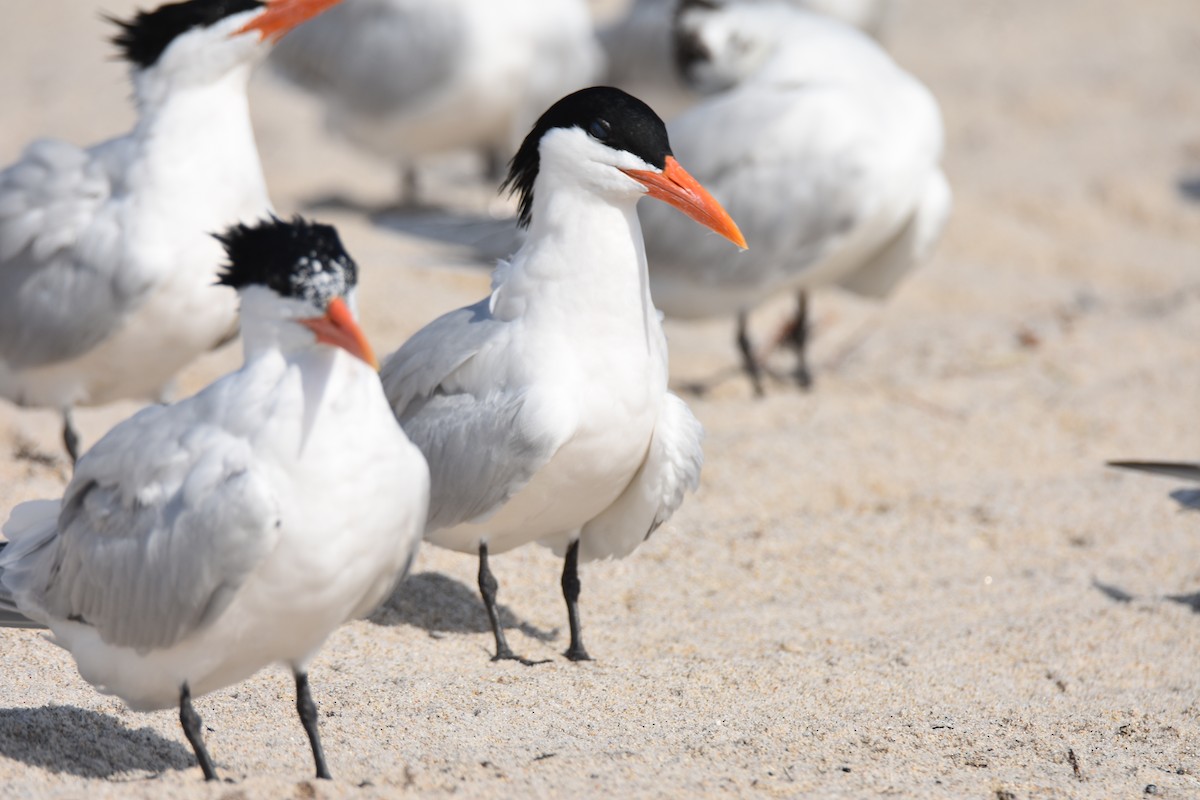 Royal Tern - Nicholas Canino