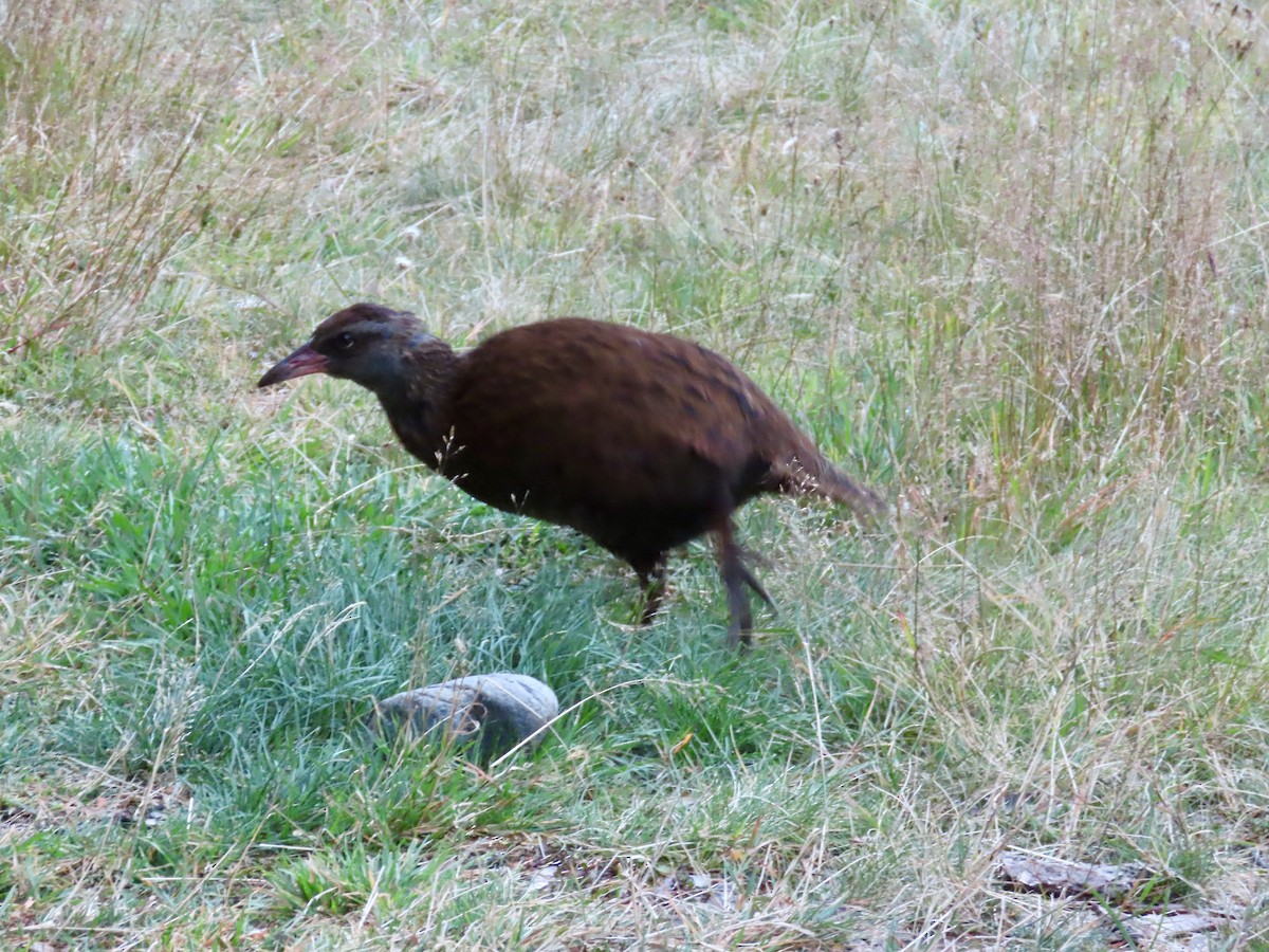 Weka - Russell Woodford