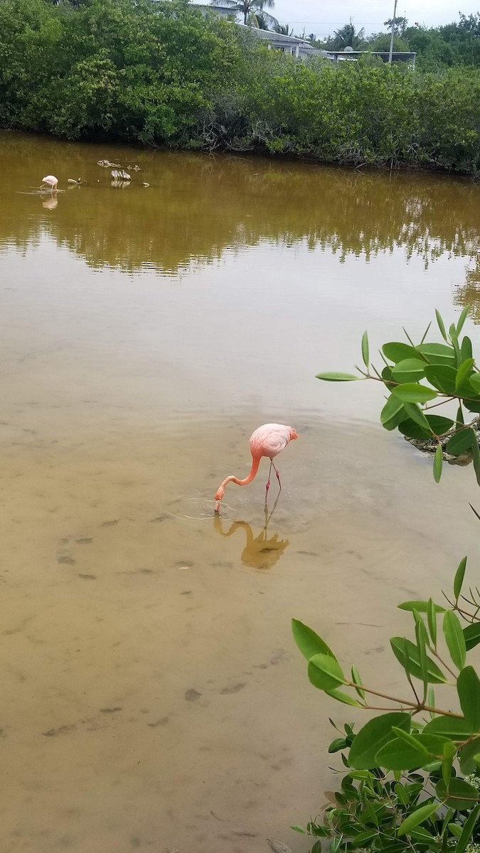 American Flamingo - ML616440220