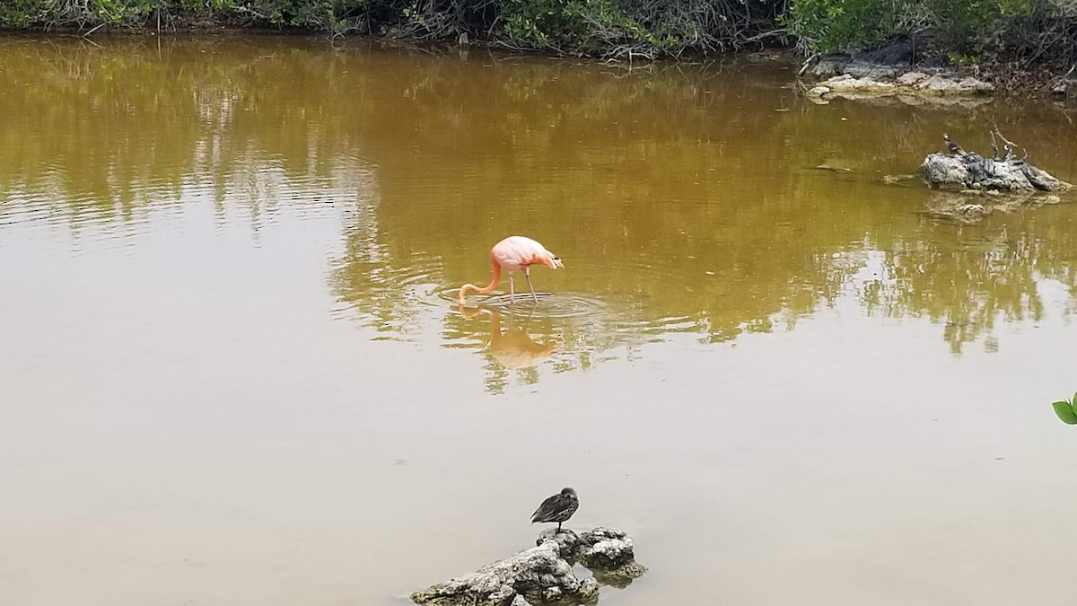 American Flamingo - ML616440221