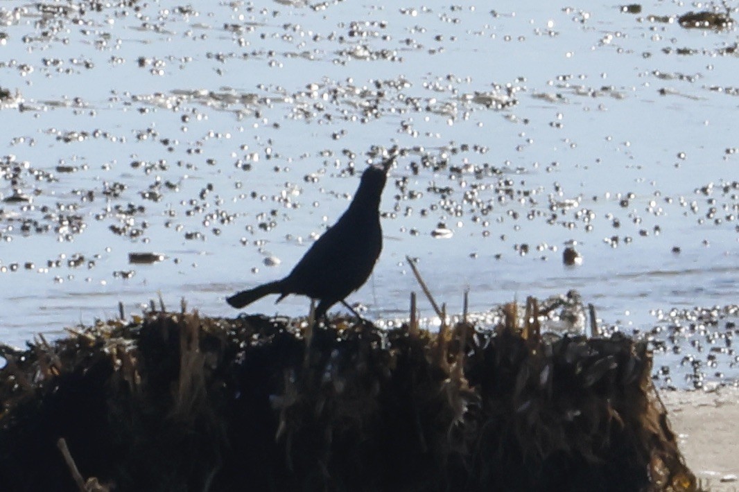 Boat-tailed Grackle - ML616440224