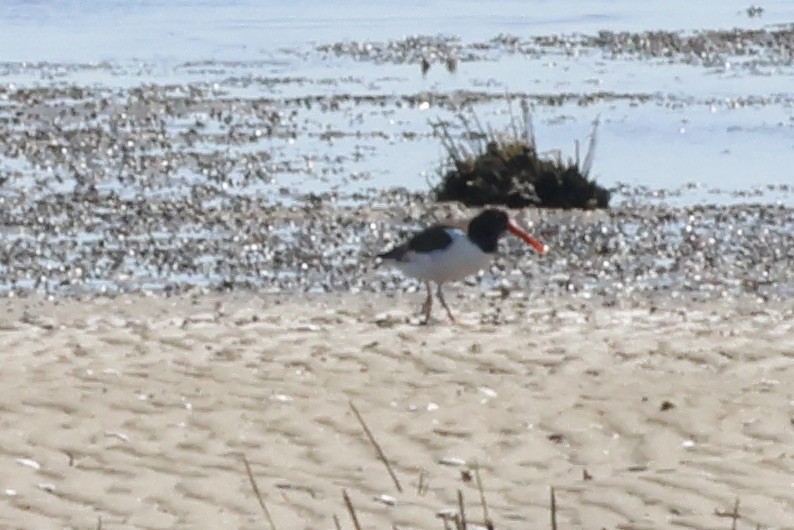 American Oystercatcher - ML616440231