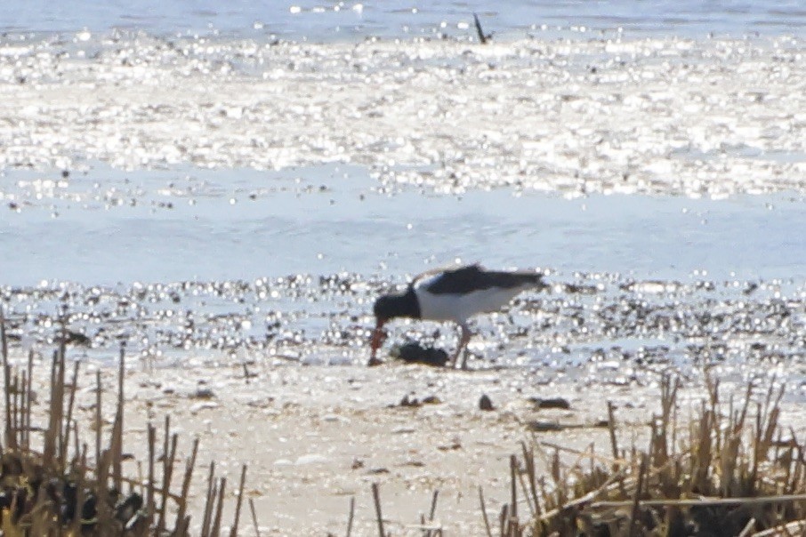 American Oystercatcher - ML616440232