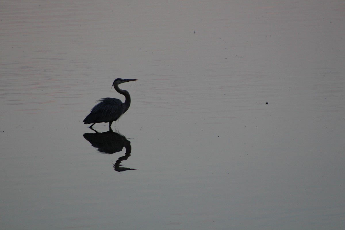 Great Blue Heron - ML616440239