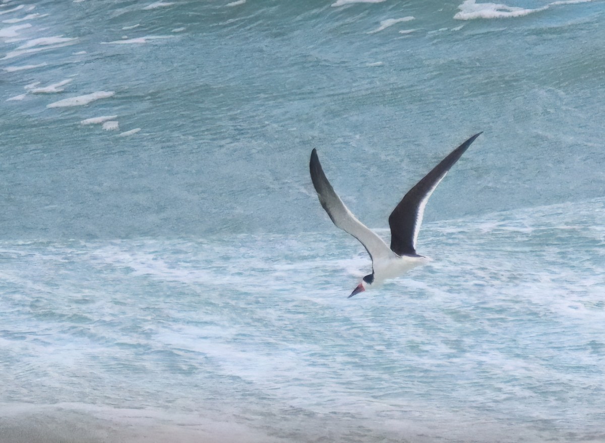 Black Skimmer - ML616440365