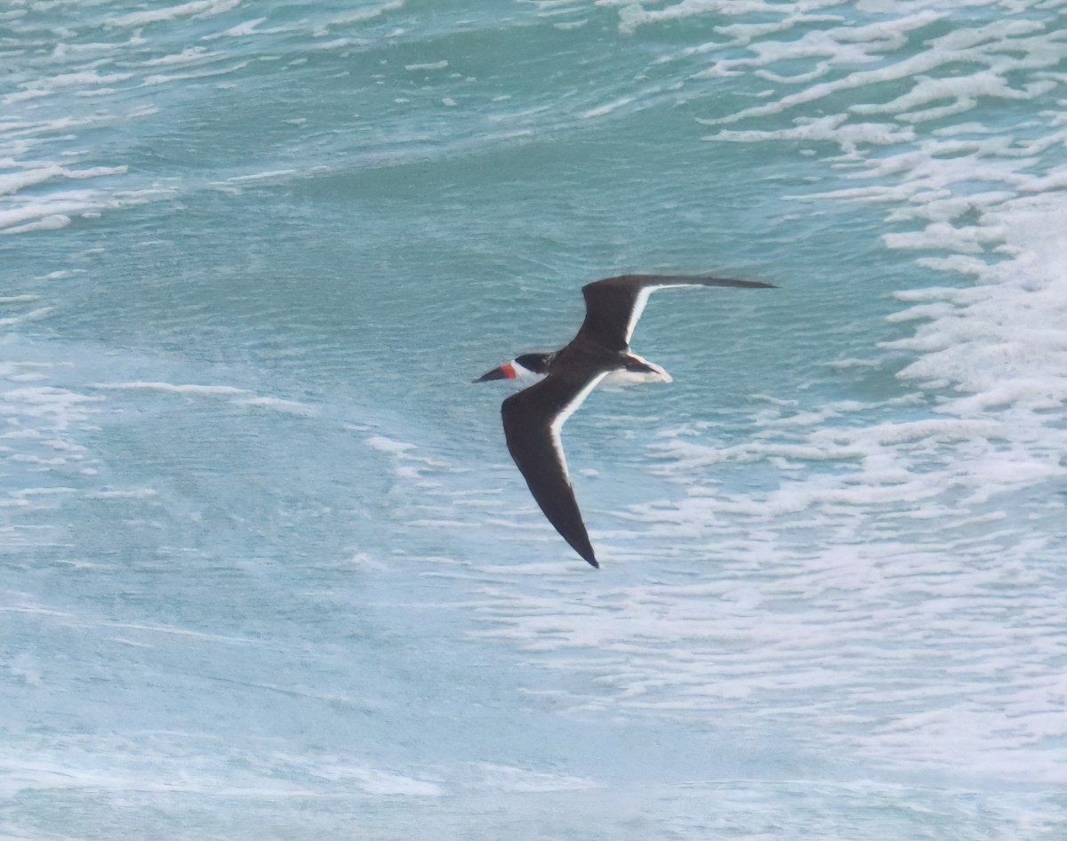 Black Skimmer - ML616440366