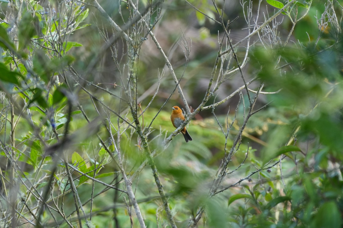 Rufous-chested Tanager - Simón Santos