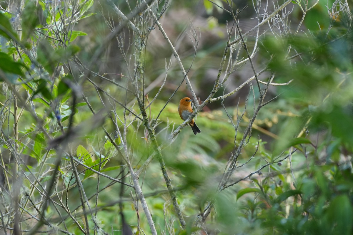 ムネアカフウキンチョウ - ML616440426