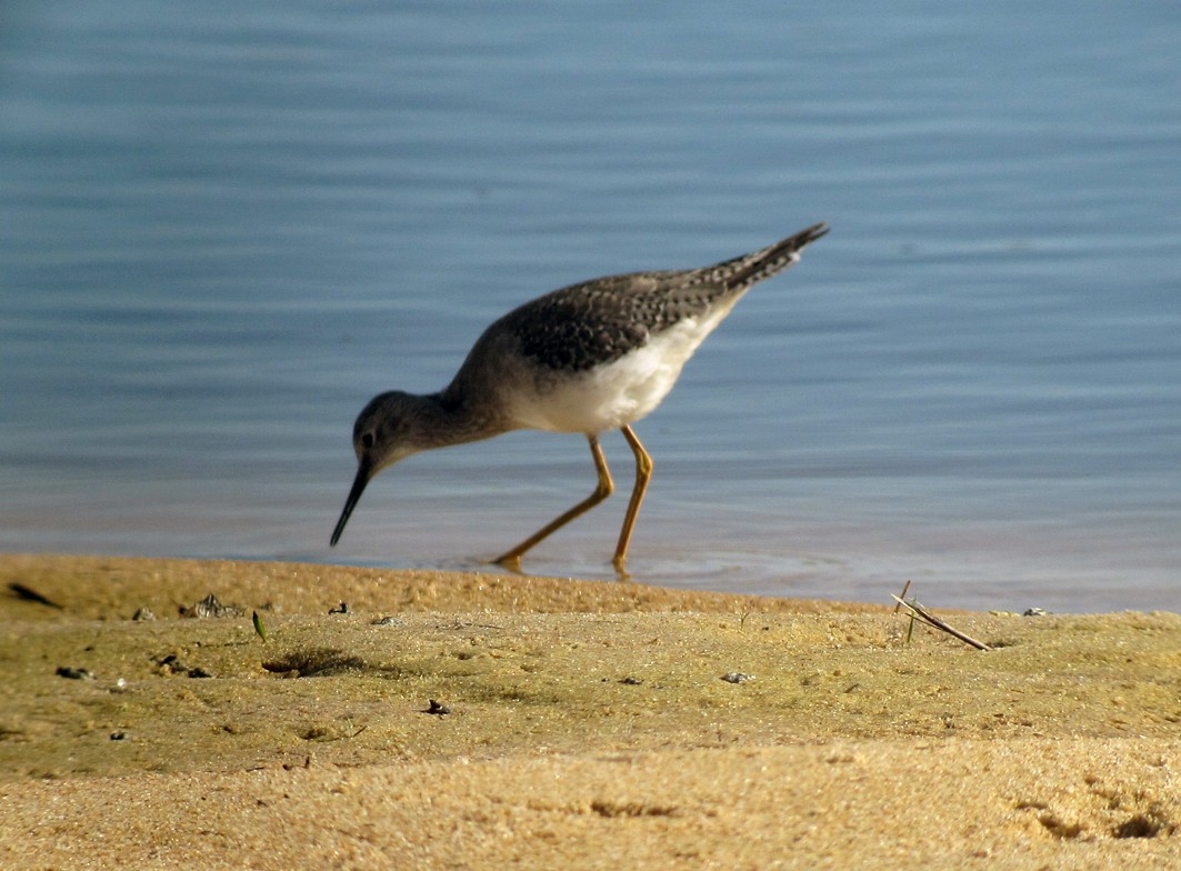 Lesser Yellowlegs - ML616440432