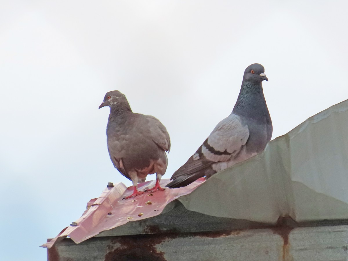 Rock Pigeon (Feral Pigeon) - ML616440632