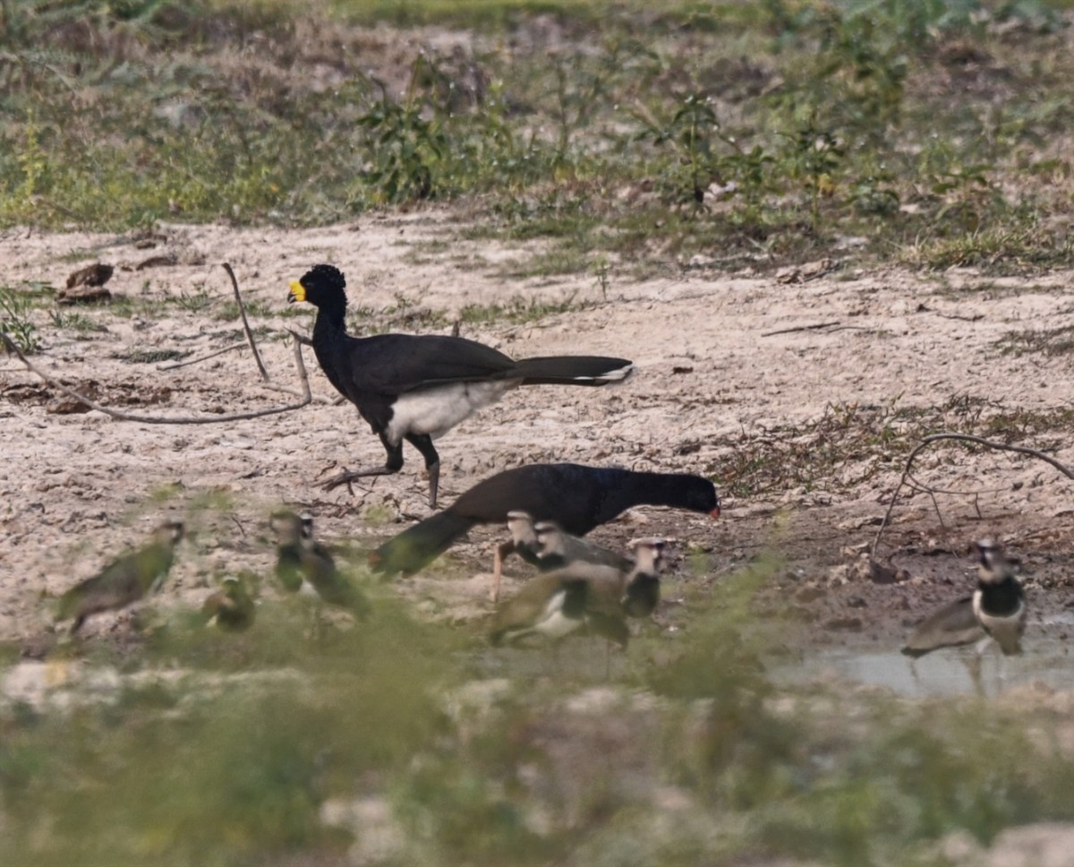 Yellow-knobbed Curassow - ML616440669