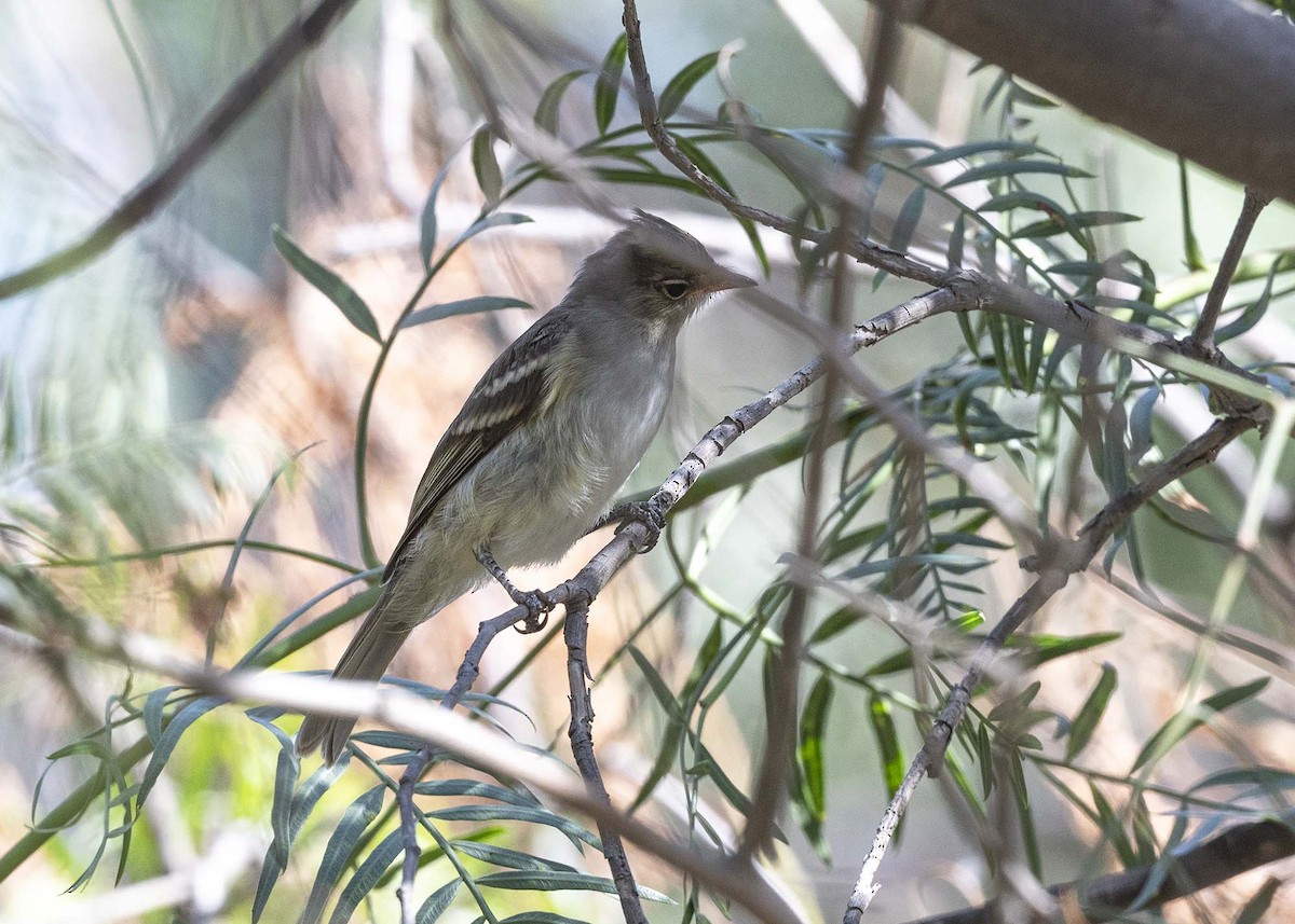 White-crested Elaenia (Peruvian) - ML616440670