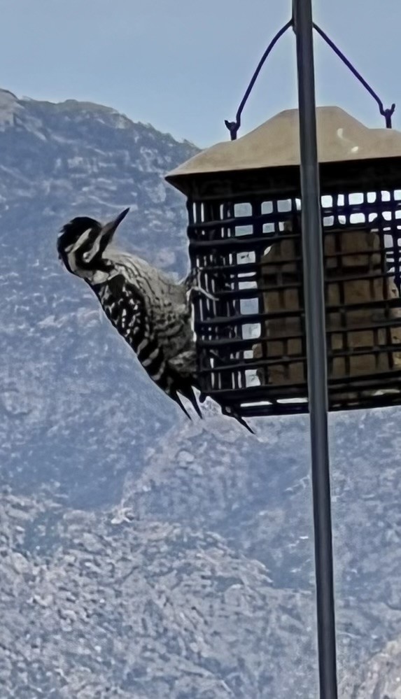 Ladder-backed Woodpecker - ML616440690