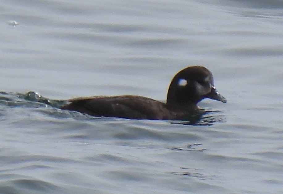 Harlequin Duck - ML616440694