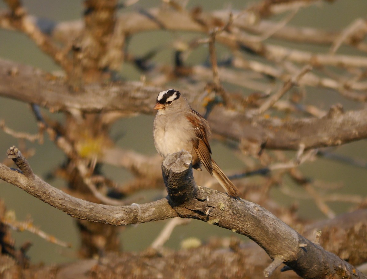 White-crowned Sparrow - Brett Hartl