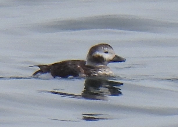 Long-tailed Duck - ML616440763