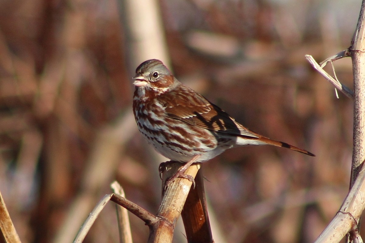 Fox Sparrow - ML616440781